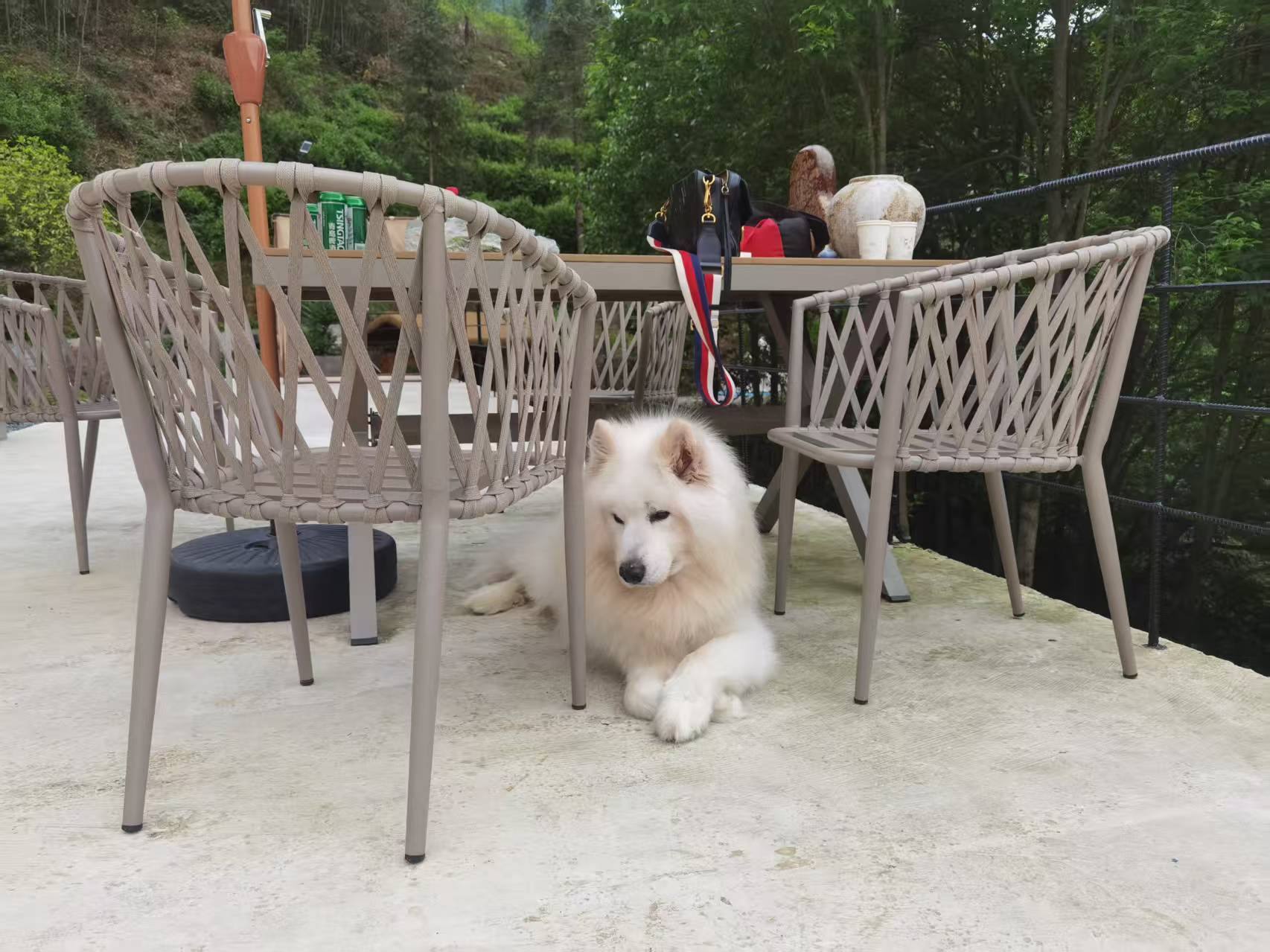 这张照片中，一只毛茸茸的白色萨摩耶犬正安静地趴在户外露台的桌椅之间，神态放松、略带慵懒。